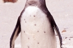 Pinguin047