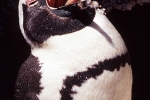 Pinguin048