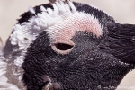 Pinguin050