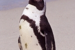 Pinguin052
