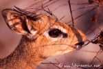 Dikdik003