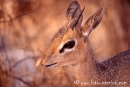 Dikdik004