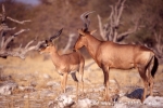 Namibia098