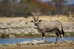 Oryx_DSC02504