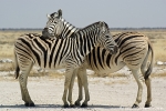 Zebra_DSC01933