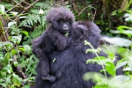 Berggorillas im Park National Volcans (Ruanda)