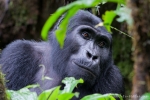 Berggorilla im Bwindi National Park