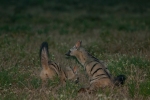 Central Kalahari Game Reserve