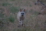 Central Kalahari Game Reserve