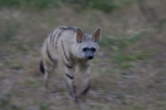 Central Kalahari Game Reserve