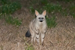 Central Kalahari Game Reserve