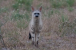 Central Kalahari Game Reserve