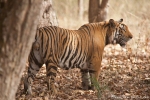 Bengaltiger (Panthera tigris tigris), Bengal tigress male