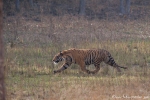 Bengaltiger (Panthera tigris tigris), Bengal tigress male