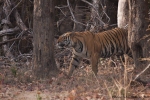 Bengaltiger (Panthera tigris tigris), Bengal tigress male