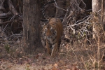 Bengaltiger (Panthera tigris tigris), Bengal tigress male