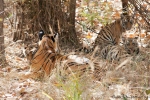 4 - 5 Monate alte Bengaltiger (Panthera tigris tigris), Bengal tigress