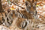 4 - 5 Monate alte Bengaltiger (Panthera tigris tigris), Bengal tigress