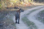 Bengaltiger (Panthera tigris tigris), Bengal tigress female