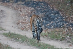 Bengaltiger (Panthera tigris tigris), Bengal tigress female