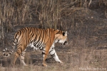 Bengaltiger (Panthera tigris tigris), Bengal tigress female