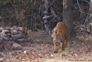 Bengaltiger (Panthera tigris tigris), Bengal tigress male