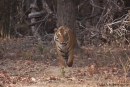 Bengaltiger (Panthera tigris tigris), Bengal tigress male