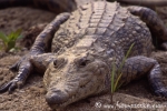 Krokodil001