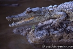 Krokodil002
