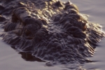 Krokodil005