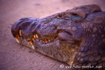 Krokodil006