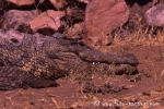 Krokodil701