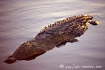 Krokodil709