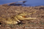 Krokodil713
