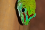 Großer Madagaskar-Taggecko (Phelsuma madagascariensis grandis)