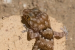 Mauergecko