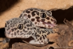 Leopardgecko (Eublepharis macularius)