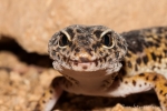 Leopardgecko (Eublepharis macularius)