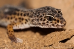 Leopardgecko (Eublepharis macularius)