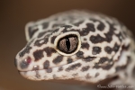 Leopardgecko (Eublepharis macularius)