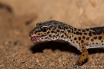 Leopardgecko (Eublepharis macularius)