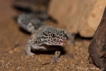 Leopardgecko (Eublepharis macularius)