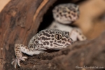 Leopardgecko (Eublepharis macularius)