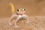 Namib-Wüste Namibia