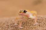 Namib-Wüste Namibia