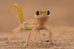 Namib-Wüste Namibia