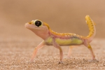 Namib-Wüste Namibia