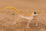 Namib-Wüste Namibia