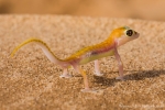 Namib-Wüste Namibia