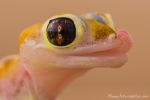 Namibgecko